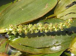 Attēlu rezultāti vaicājumam “Potamogeton natans”