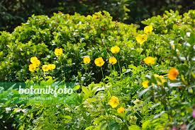 Image result for Meconopsis cambrica