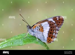 Attēlu rezultāti vaicājumam “Limenitis camilla underside”