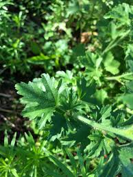 Attēlu rezultāti vaicājumam “Malva moschata leaf”