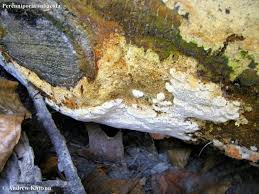 Attēlu rezultāti vaicājumam “Perenniporia subacida”