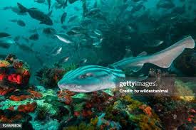 Image result for Poroderma africanum