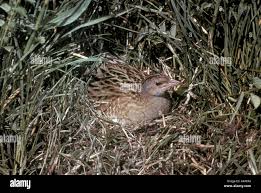 Attēlu rezultāti vaicājumam “Crex crex eggs”