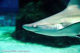 Image result for Carcharhinus plumbeus