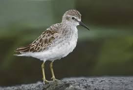 Image result for Calidris minutilla