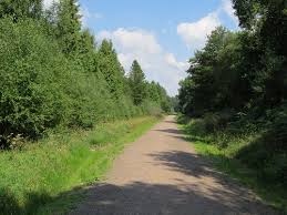 Attēlu rezultāti vaicājumam “Didea alneti”