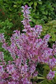 Image result for Salvia sclarea