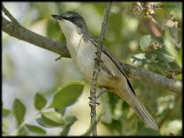 Image result for Sylvia hortensis