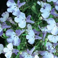 Image result for Lobelia erinus