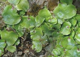 Attēlu rezultāti vaicājumam “Preissia quadrata”