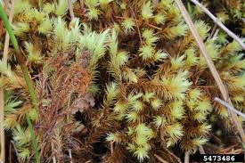 Attēlu rezultāti vaicājumam “Aulacomnium”