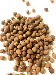 Attēlu rezultāti vaicājumam “Tilia tomentosa fruit”