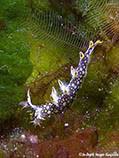 ผลการค้นหารูปภาพสำหรับ Bornella Anguilla