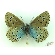 Attēlu rezultāti vaicājumam “Maculinea alcon female”