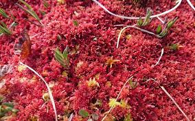 Attēlu rezultāti vaicājumam “Sphagnum rubellum”