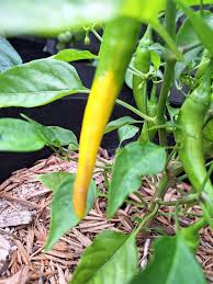 Afbeeldingsresultaat voor cayenne blend hot pepper