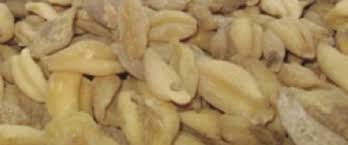 Attēlu rezultāti vaicājumam “Colchicum luteum”