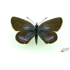 Attēlu rezultāti vaicājumam “Plebejus argus”