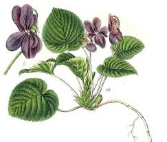 Image result for Viola odorata