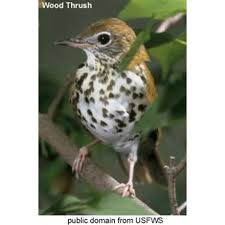 Image result for Hylocichla mustelina