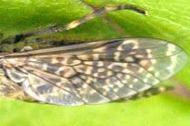 Attēlu rezultāti vaicājumam “Haematopota sp.”