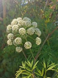 Attēlu rezultāti vaicājumam “Cicuta virosa leaf”