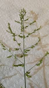 Attēlu rezultāti vaicājumam “Poa trivialis flower”