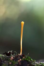 Attēlu rezultāti vaicājumam “Macrotyphula fistulosa”