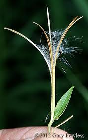 Attēlu rezultāti vaicājumam “Epilobium hirsutum leaf”
