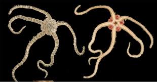 Attēlu rezultāti vaicājumam “Ophiotheca sp.”