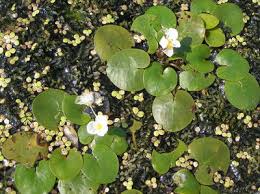 Attēlu rezultāti vaicājumam “Hydrocharis morsus-ranae”