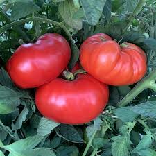 Afbeeldingsresultaat voor mortgage lifter bicolor strain tomato