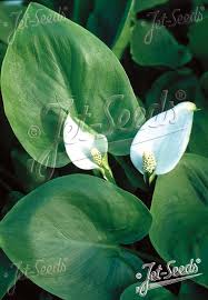 Attēlu rezultāti vaicājumam “Calla palustris”