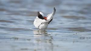 Attēlu rezultāti vaicājumam “Sterna hirundo adult”