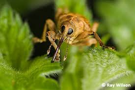 Attēlu rezultāti vaicājumam “Curculio venosus”