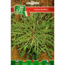 Attēlu rezultāti vaicājumam “Diplotaxis tenuifolia fruit”