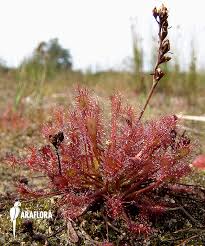 Attēlu rezultāti vaicājumam “Drosera intermedia”