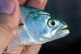 Image result for Pomatomus saltatrix