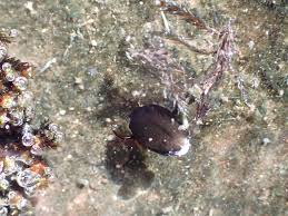 Attēlu rezultāti vaicājumam “Ilybius sp.”