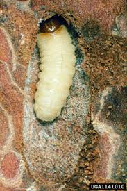 Attēlu rezultāti vaicājumam “Hylobius abietis”