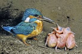 Attēlu rezultāti vaicājumam “Alcedo atthis nest”