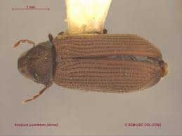 Attēlu rezultāti vaicājumam “Anobium pertinax”