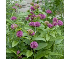 Attēlu rezultāti vaicājumam “Acer pseudoplatanus fo. purpurascens flower”