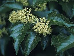 Attēlu rezultāti vaicājumam “Acer tataricum subsp. ginnala flower”
