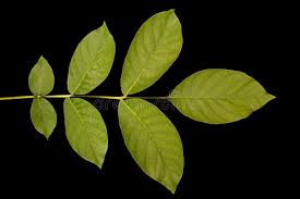 Attēlu rezultāti vaicājumam “Juglans regia leaf”