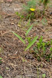 Attēlu rezultāti vaicājumam “Hieracium umbellatum bud”