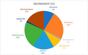Attēlu rezultāti vaicājumam “Mycosphaerella millegrana”
