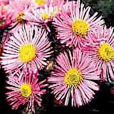 Attēlu rezultāti vaicājumam “Symphyotrichum x salignum flower”