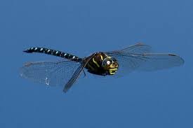 Attēlu rezultāti vaicājumam “Aeshna juncea male”