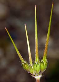 Attēlu rezultāti vaicājumam “Erodium cicutarium bud”